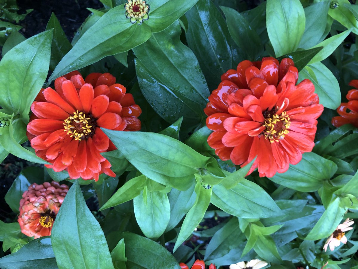 WriterNorm's tweet image. An abundance of color on a rainy #sabbathmonday on the West End of #portlandmaine.