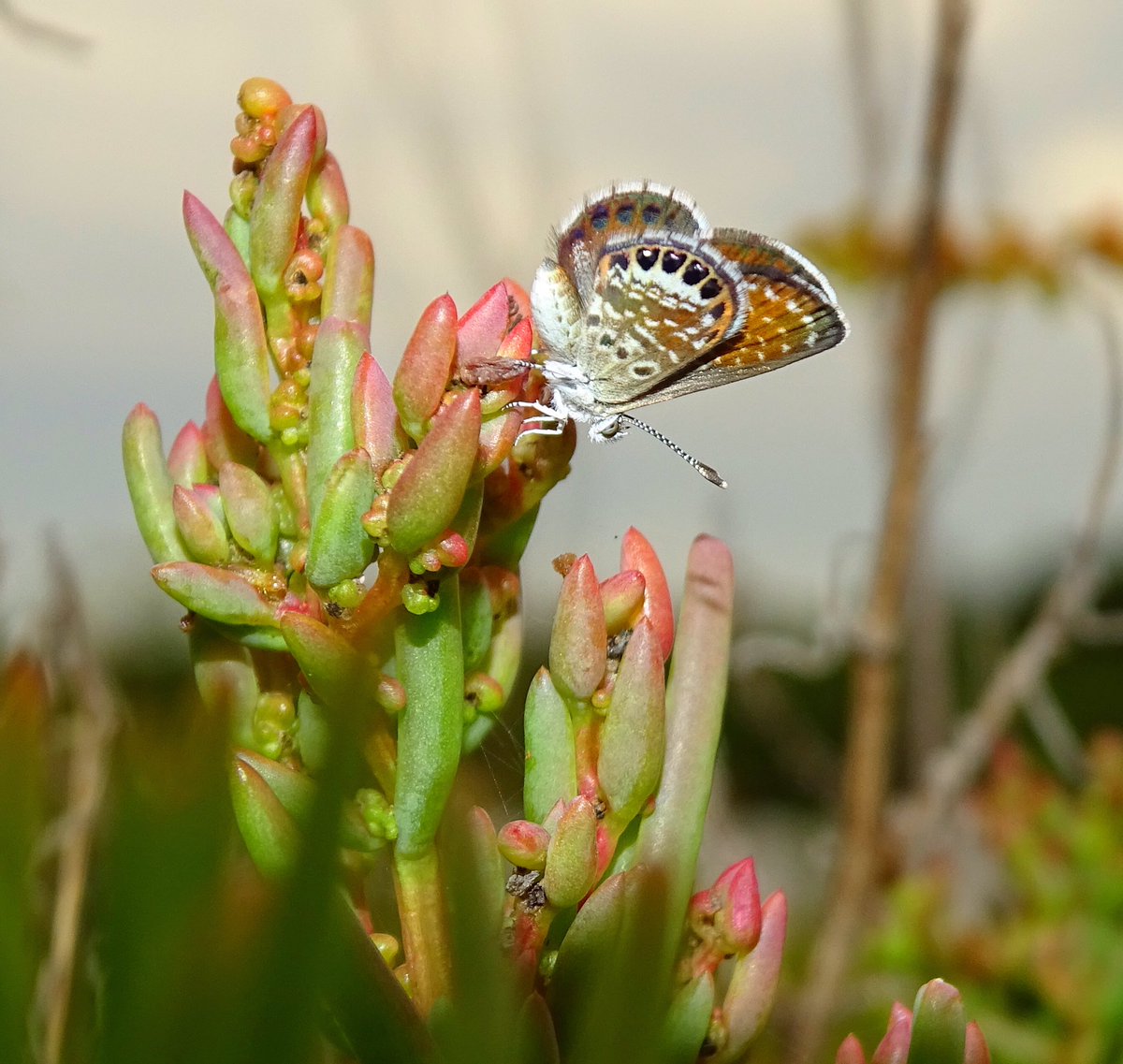 RichardGhorbal's tweet photo. Some Cuban wildlife.
Common Buckeye butterfly
Yellow Crowned Heron (?)
Western Pygmy Blue (world’s smallest butterfly -size of a fingernail)
Unknown dragonfly.
Please feel free to correct my identification.
#cuba #cubabutterfly #cubawildlife #commonbuckeye https://t.co/ak0Px71Px9