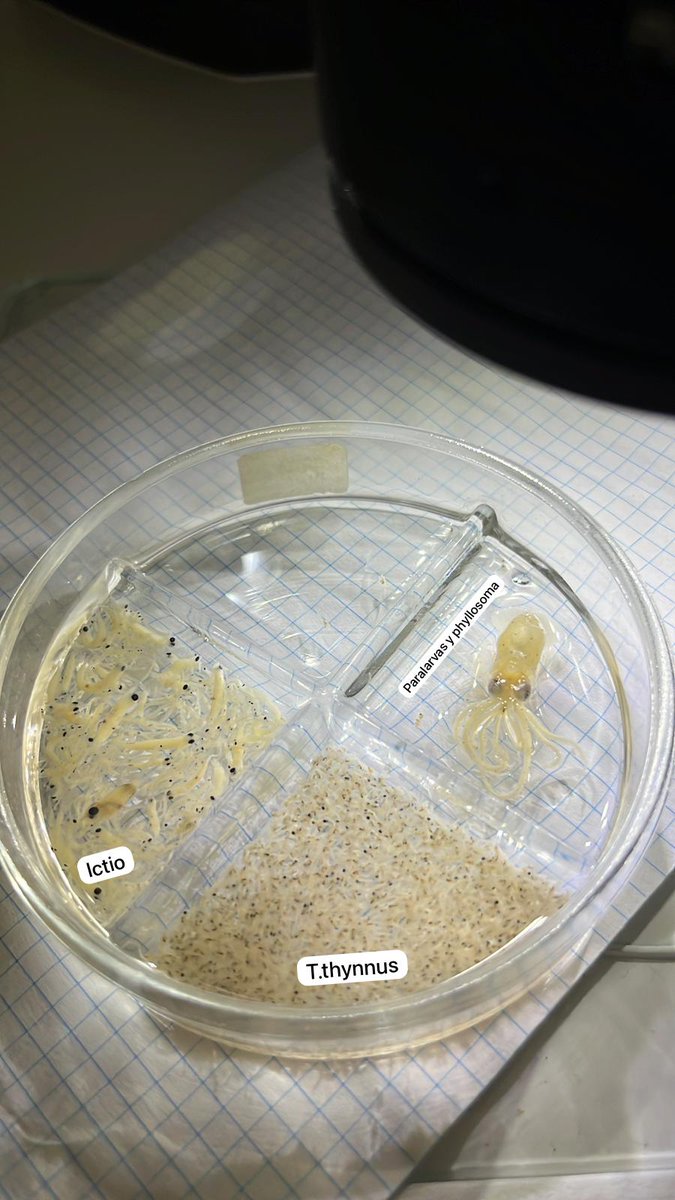planettunaIEO's tweet photo. Bajo el microscopio aparecen estas maravillas.

Estas son muestras de agua de la campaña #Tunibal que hacemos todos los veranos para controlar la población de atunes.

#investigatuna https://t.co/5srKdJOBEB