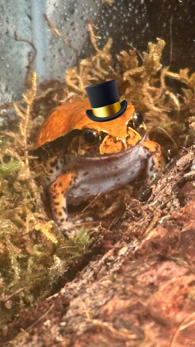 ImShortStack's tweet image. I got a frog!

Meet Tomater the Tomato Frog 🍅