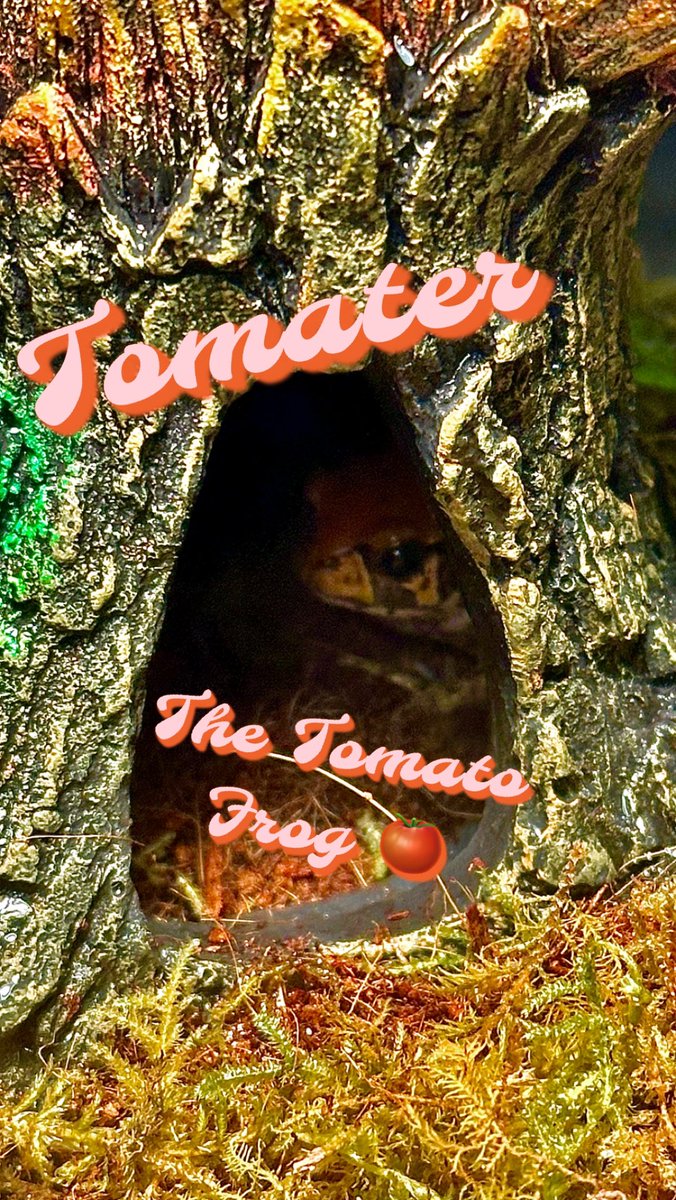 ImShortStack's tweet image. I got a frog!

Meet Tomater the Tomato Frog 🍅