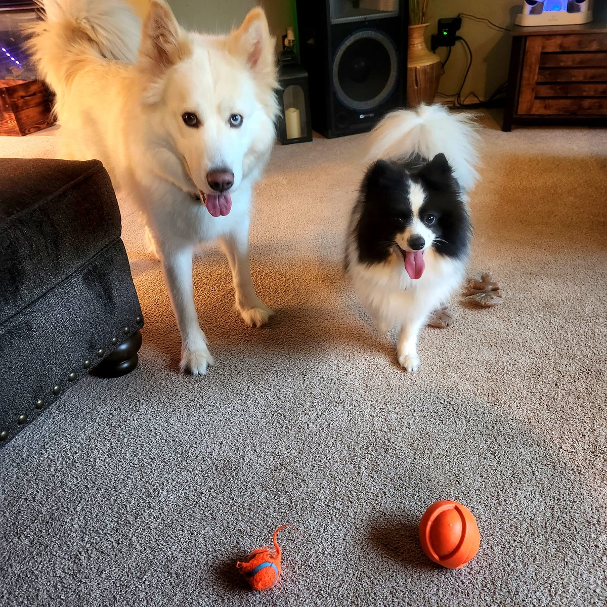 Come on! Throw it please!

#DogsofTwitter 
#Pomsky 
#PomskyLife 
#Dogs 
#DogLife
#BallDog