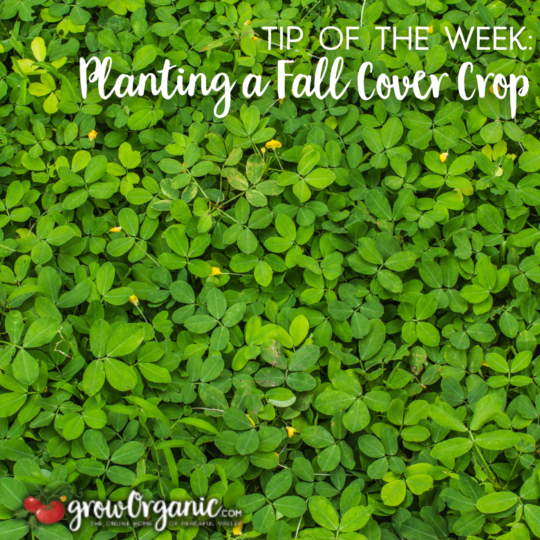 GrowOrganicCom's tweet photo. Ready to give your soil a fall makeover? Plant a Fall Cover Crop! 🌾
From large-scale farming to home gardens, cover crops offer numerous benefits.
https://t.co/HzubuspNRC 
#CoverCrops #SoilHealth #FallGardening #GrowOrganic #NitrogenFixation https://t.co/pqhUOyhmu2