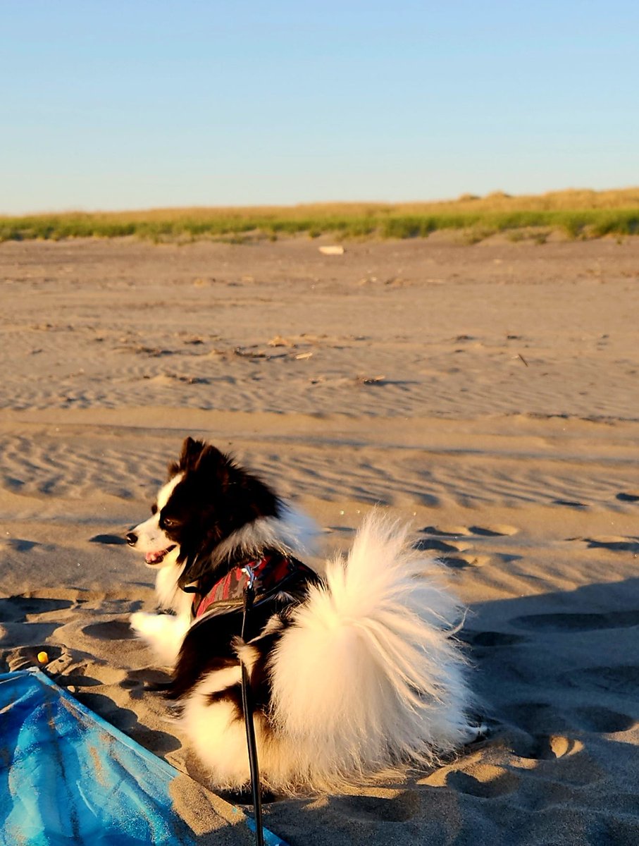 I LOVED my trip to the beach!

#DogsofTwitter 
#Pomsky 
#PomskyLife 
#Dogs 
#DogLife
#DogBeachLife