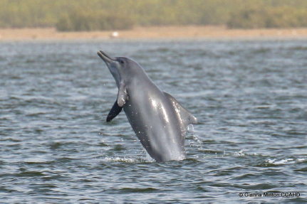 Members of <a href="/IUCNCetaceanSG/">IUCN-CetaceanSG</a> worked closely with @sousateuszii to conduct field research and interviews in Liberia to address major threats driving the decline of Critically Endangered Atlantic humpback dolphins. Findings can be found here sousateuszii.org  2/