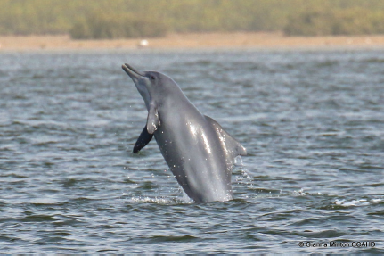 Members of @IUCNCetaceanSG worked closely with @sousateuszii to conduct field research and interviews in Liberia to address major threats driving the decline of Critically Endangered Atlantic humpback dolphins. Findings can be found here sousateuszii.org 2/