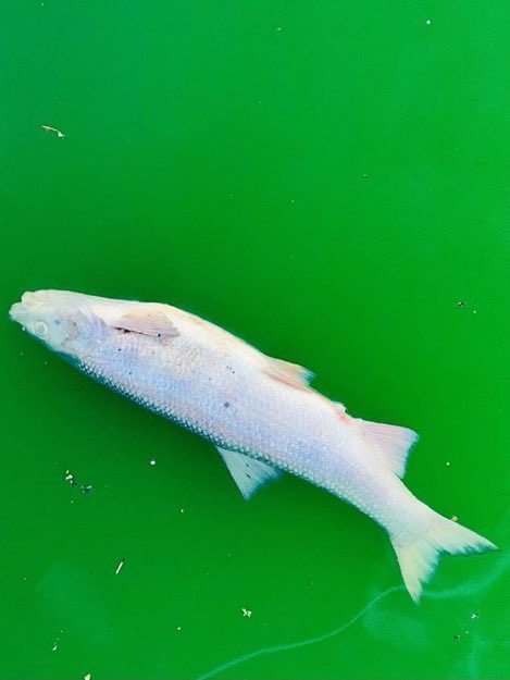 🇫🇷 BREAKING | Climate activists from #ExtinctionRebellion have polluted the waters of Colmar's river, resulting in the deaths of numerous fish.

Climate cultists are sociopaths, not nature lovers.