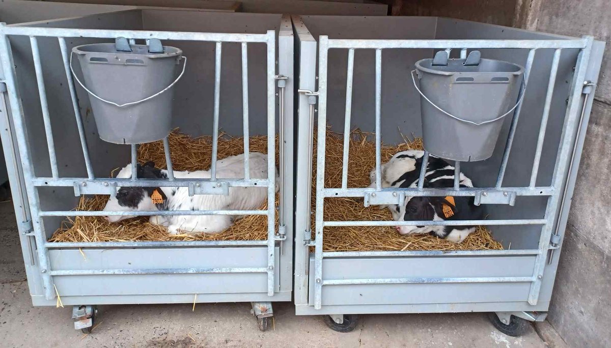 Calves are separated from their mother on day one because... the milk is for humans!