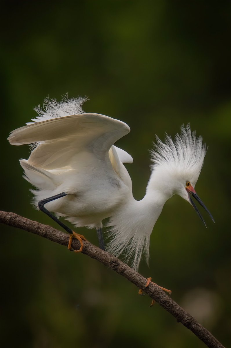 GOOD AFTERNOON #TwitterNatureCommunity 

A Snowy Egret (Egretta Thula) going all in on this Nuptial Plumage display. This Male worked hard on getting this perfect perch all to himself and for god reasons, the stage needs to be as top notch as his plumage A Snowy Egret (Egretta
