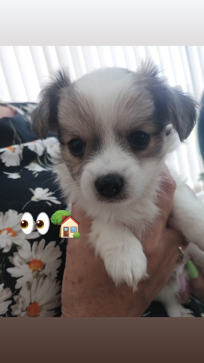 jojoTrus's tweet photo. Three lovely little boys 👀🏡 #longhairedchihuahua #smoothchihuahua https://t.co/KM5anMe4td
