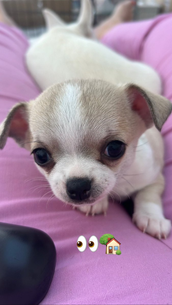 Three lovely little boys 👀🏡 #longhairedchihuahua #smoothchihuahua