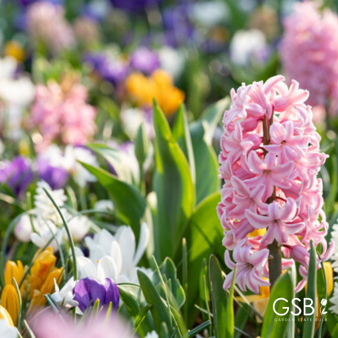 GardenStateBulb's tweet photo. ✨ Have you heard? Fall Bulbs are on Sale NOW! ✨ Link in Bio 👉
✅ ALL Fall Bulbs 20% OFF (online only)
✅ Daffodil Bulbs 25% OFF (online only)
#FallBulbs #FlowerBulbs #FallFlowerBulbs #Flowers #Tulips #Daffodils #Hyacinth #Bulbs #Gardening #InMyGarden #GardenStateBulb https://t.co/RDDYOvJjSF