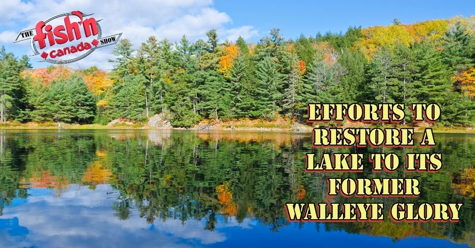 FishnCanada1's tweet photo. Don Bishop reminisces about the times when one could venture out onto Golden Lake and have a high degree of certainty of catching a walleye for dinner.
There is a plan to bring the lake back to its former "walleye glory".
Find out more at https://t.co/0BGIKlHCqH
#fish #fishing https://t.co/XZQaw9g2bC