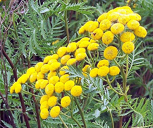 Common tansy invades &amp; establishes in roadsides, streambanks, pastures, &amp; disturbed areas. Identified by yellow button-like flowers, &amp; fern-like leaves, this noxious weed is toxic to humans &amp; livestock. It even contaminates milk if dairy cows have consumed it.

#WSWS #weedscience