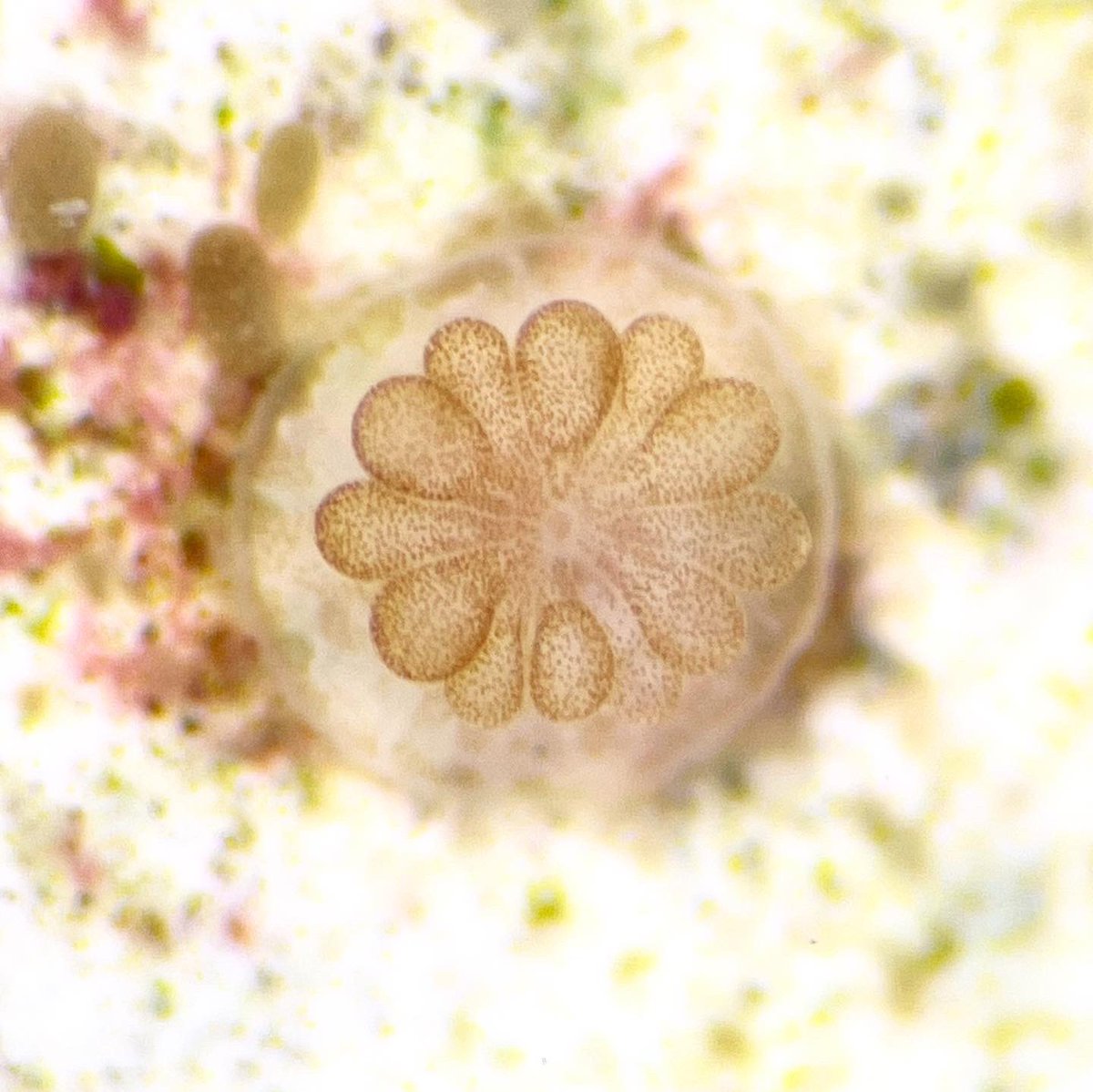 LivLiberman's tweet photo. Hello from the cutest baby staghorn corals! 🪸🐣These are our 6-week-old miracle babies, whose parents spawned in the wild despite unprecedented heat stress. They’re acquiring symbionts & eating a lot! 🥰 Grow little ones, grow! @CoralReefFuture @X_Reefs @secore_int @TheBaumsLab https://t.co/ur2Vbwnzd1