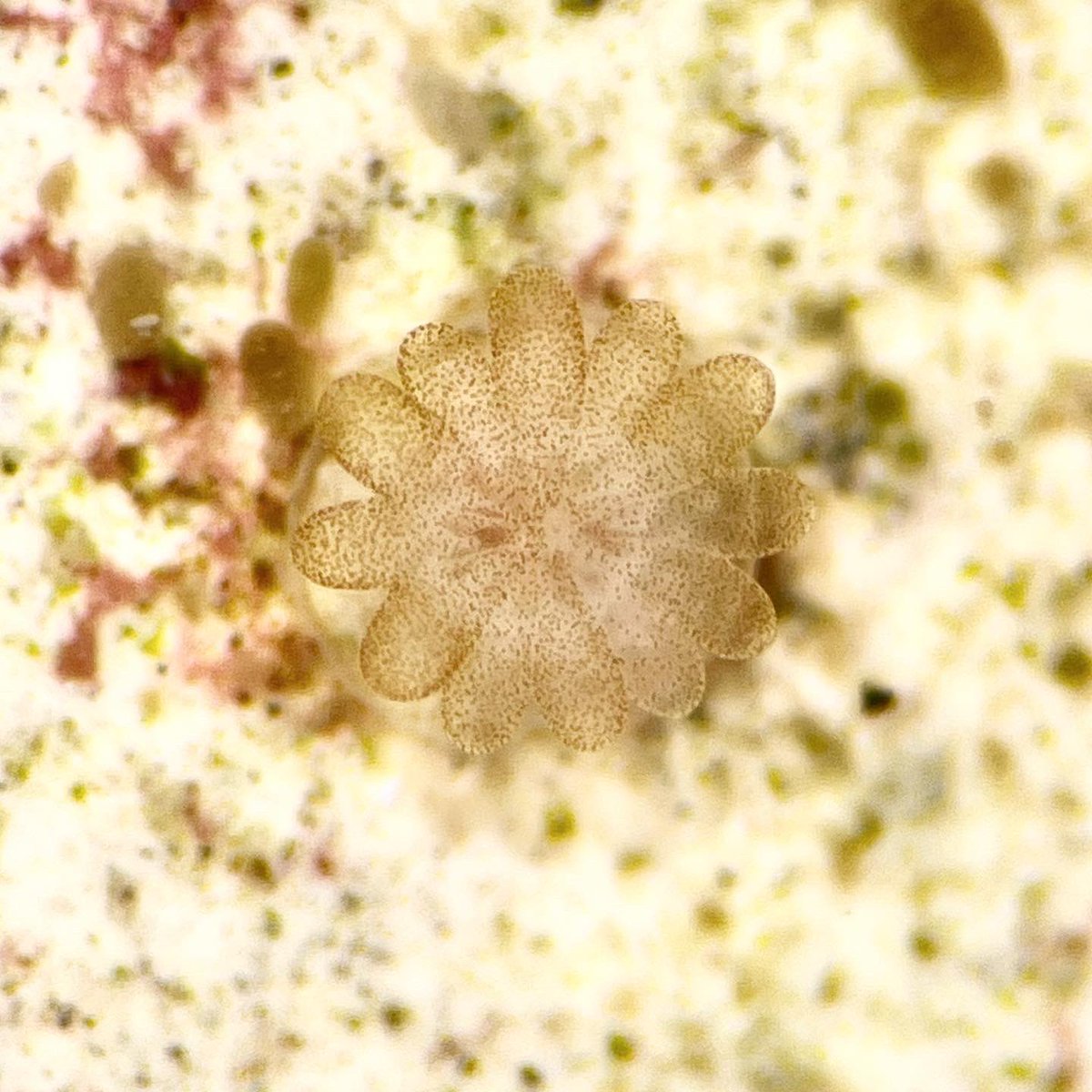 LivLiberman's tweet photo. Hello from the cutest baby staghorn corals! 🪸🐣These are our 6-week-old miracle babies, whose parents spawned in the wild despite unprecedented heat stress. They’re acquiring symbionts & eating a lot! 🥰 Grow little ones, grow! @CoralReefFuture @X_Reefs @secore_int @TheBaumsLab https://t.co/ur2Vbwnzd1