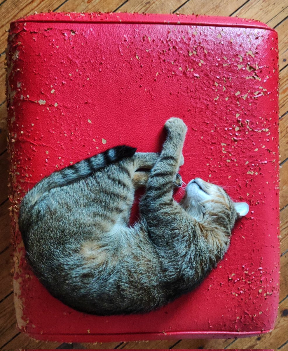 Ladeesseaile 🏴‍☠️🇨🇵 tweet media