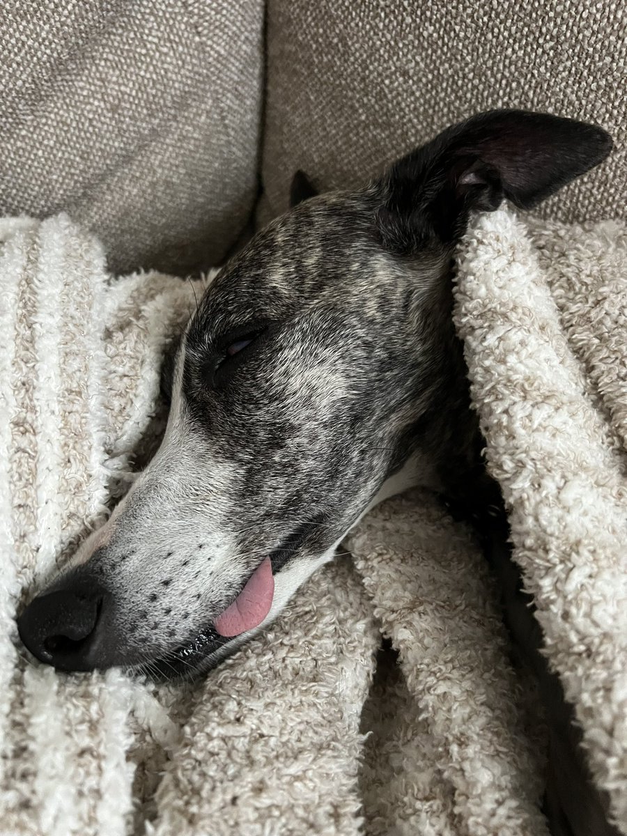 #MondayFunday #whippet