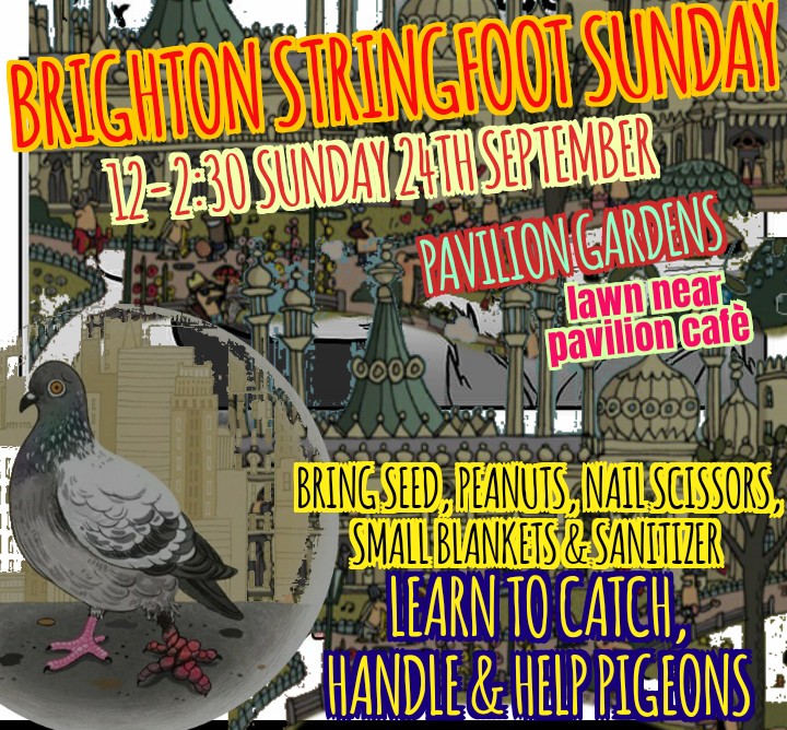 RuthLessTWAM's tweet image. #PigeonStringfoot #Threadfoot #pigeons #WildlifeRescue #Brighton
@kittykaren