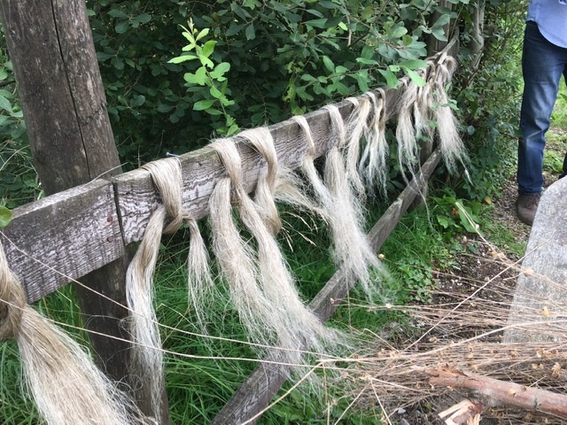 Flax processing. Next step spinning!