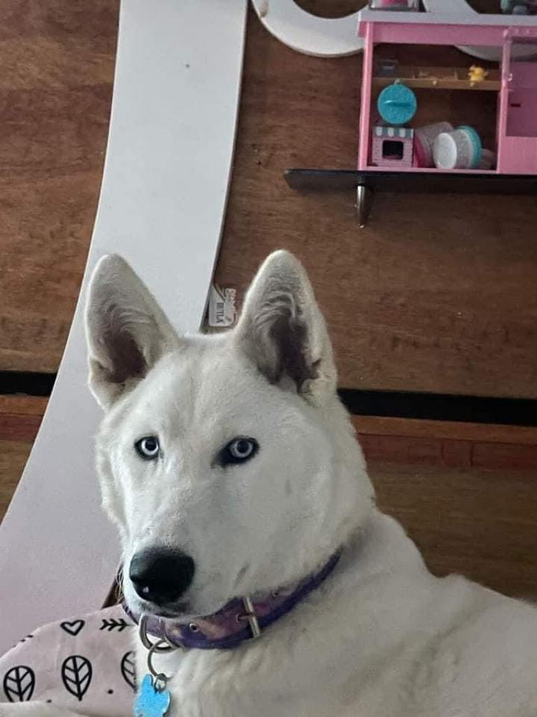 FundacionToby's tweet photo. Amigos, esta chica de nombre Guadalupe salió a pasear con su perrito y jamás regresaron a casa.
Solicitamos su valiosísimo apoyo para difundir, cualquier dato que se tenga por favor llamar directo a los teléfonos de la imagen 😔 https://t.co/Rn3sVKXbV5