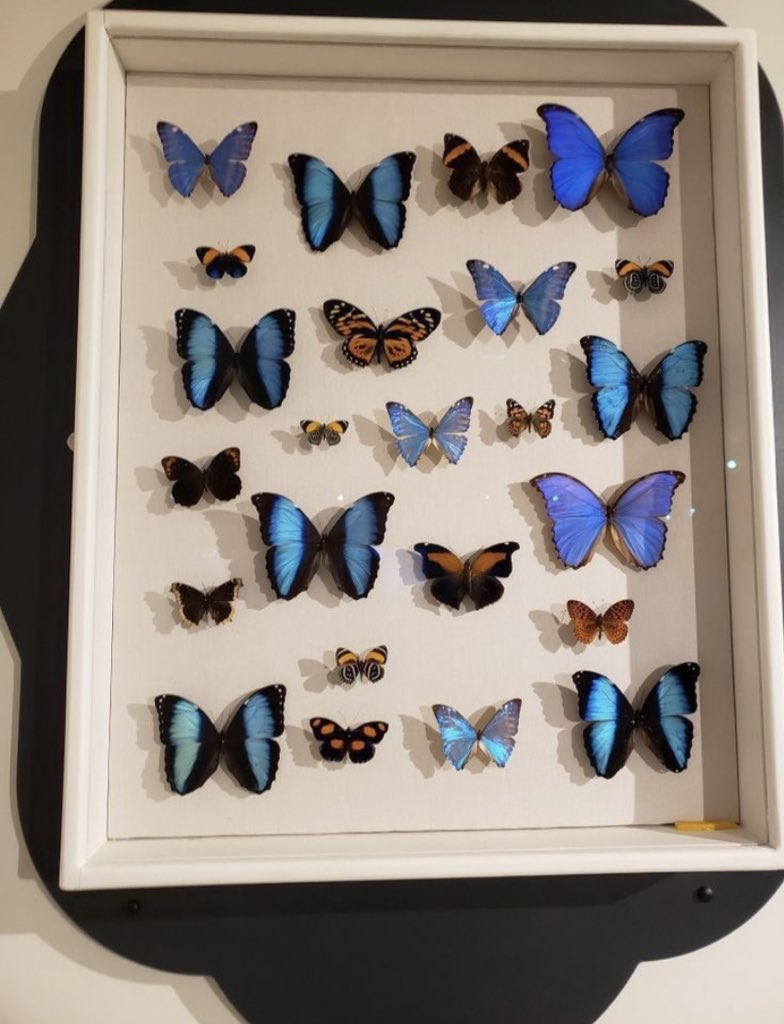 i3Moment's tweet photo. 🦋 https://t.co/q1kuG6zhDD