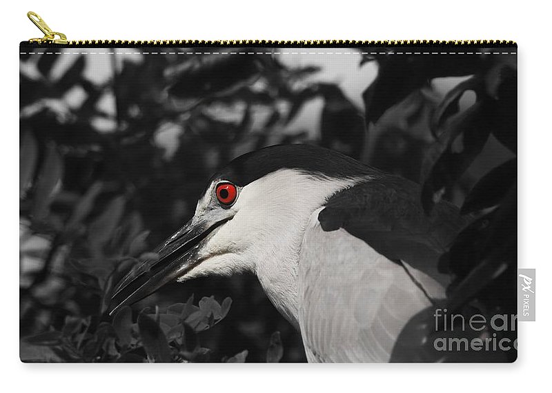 ibgbeauty's tweet image. buff.ly/3Ppdh3L  #SelectiveColor #RedEye #Wildlife #bird #KarenSilvestri #NaturePhoto #blackandwhite #heron  #carrypouch