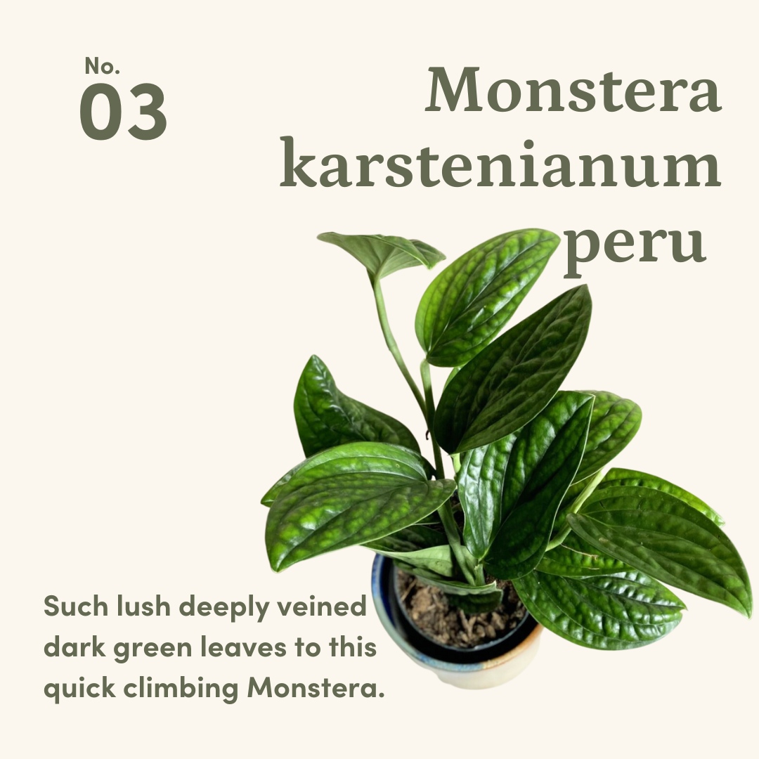 Our top 3 Monstera varieties at shopgreenrooms.com⁠
We love these 3 because of their striking foliage, their easy-going nature, quick growing ability &amp; ease to propagate.
#monsteraadansonii 
#monsterasiltepecanaperu 
#monsterakarstenianumperu ⁠