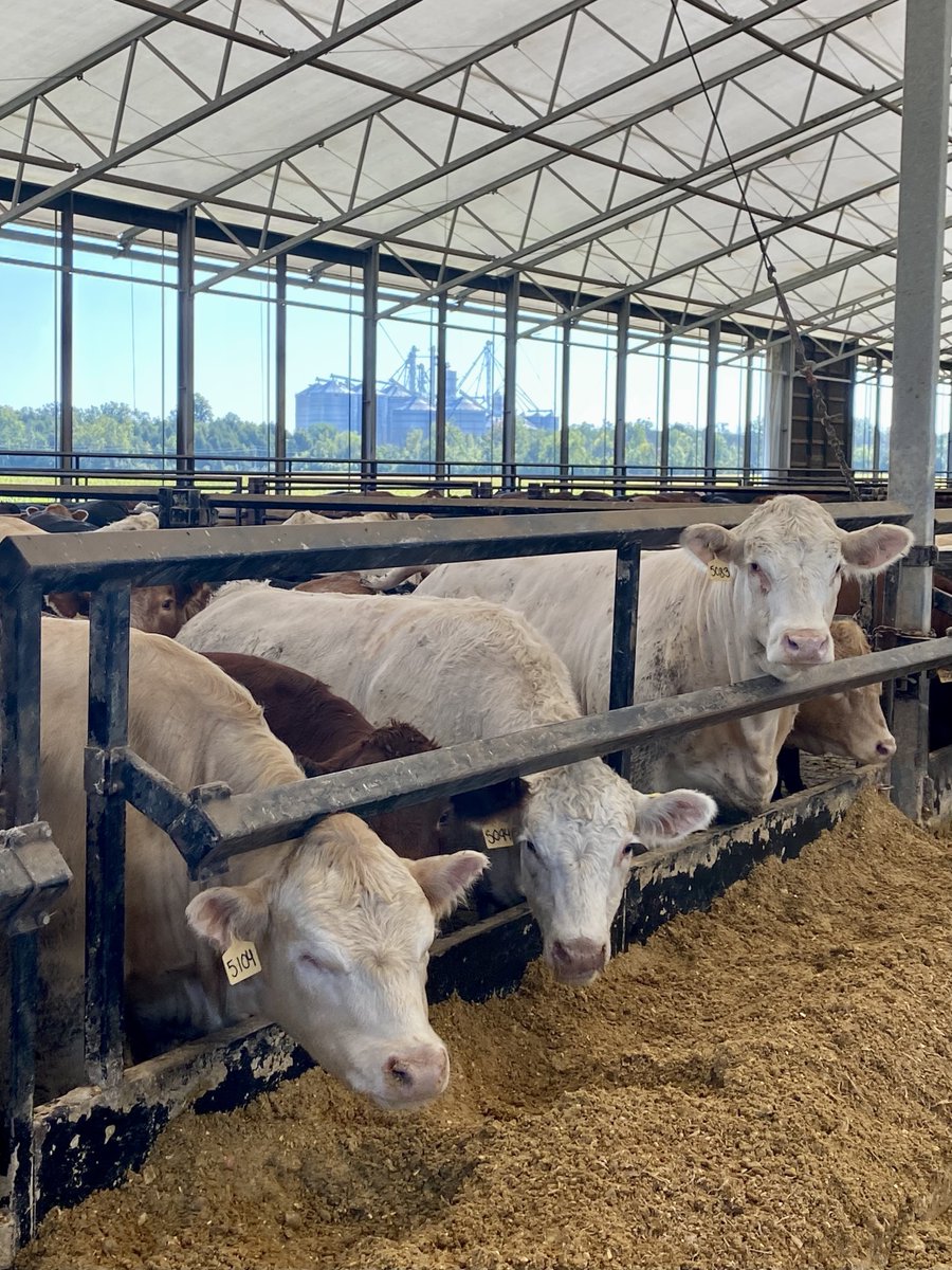 CanCattle's tweet photo. Thank you to @FosterDwight  and @DeloresFoster37 for providing the next generation of Parliamentarians with a tour of your feedlot! It was a great chance to learn about sustainability and upcycling in #CdnBeef. 

@CanCattle is proud to sponsor @PIP_PSP and see #TeamBeef grow. https://t.co/mq9KVPmUmA