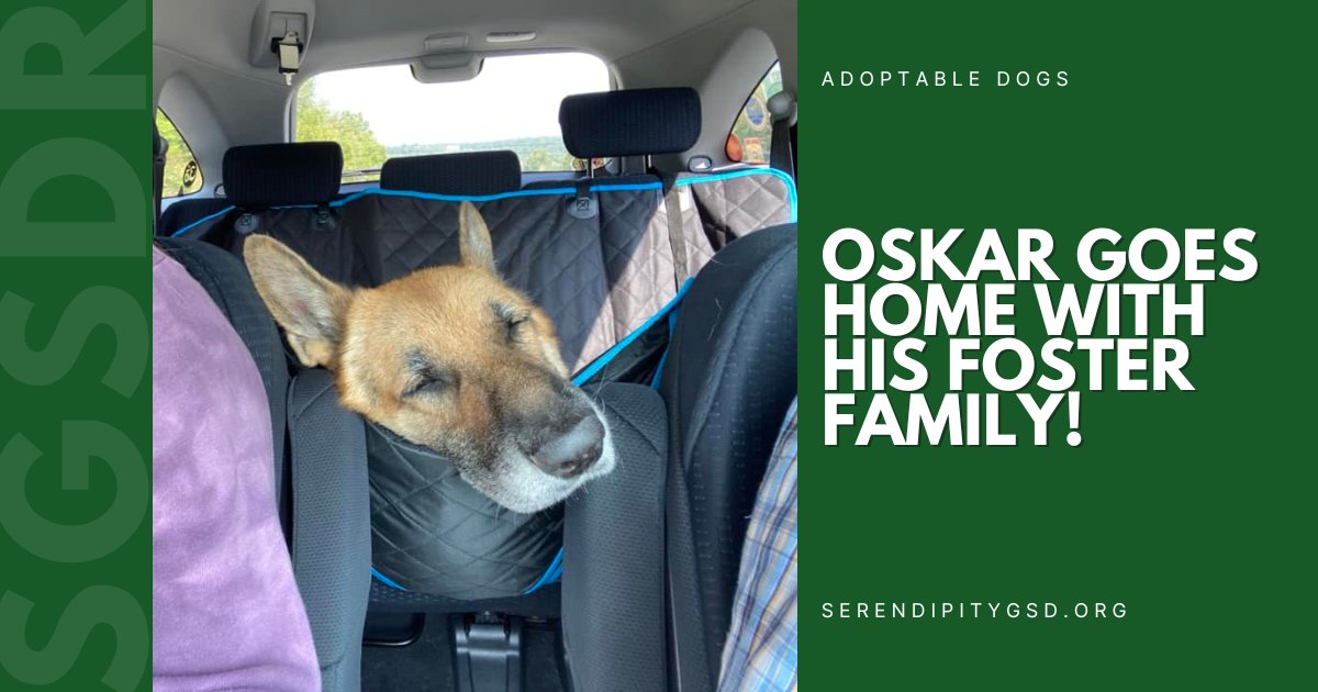 Oskar heads home with his new foster family! It was a busy day for you, buddy. Great time for a snooze!

Visit Oskar on his bio right here: 
👉ow.ly/fOCW50PMZ7j
💚
#SGSDR #STLDogs #STLDogRescue #GSDRescue #GSDLove