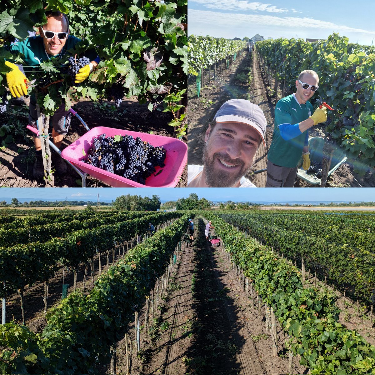 WeinHaider's tweet photo. Die Zweigelternte war heuer sehr mühsam. Wir haben sehr wenige aber kerngesunde Trauben für euch selektiert und freuen uns auf einen tollen Jahrgang. 🍇🍷
https://t.co/KpMv5qonE8

#zweigelt #weinhaider #neusiedlerseedac #weinlese #vineyard #fun #spaß #weinbau #austrianwine #wein https://t.co/qhUQxlncPg