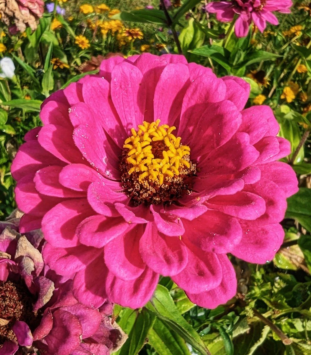 Zinnias are in full bloom this week 🌸 #GardensHour #GardeningTwitter #GardeningX 🌿