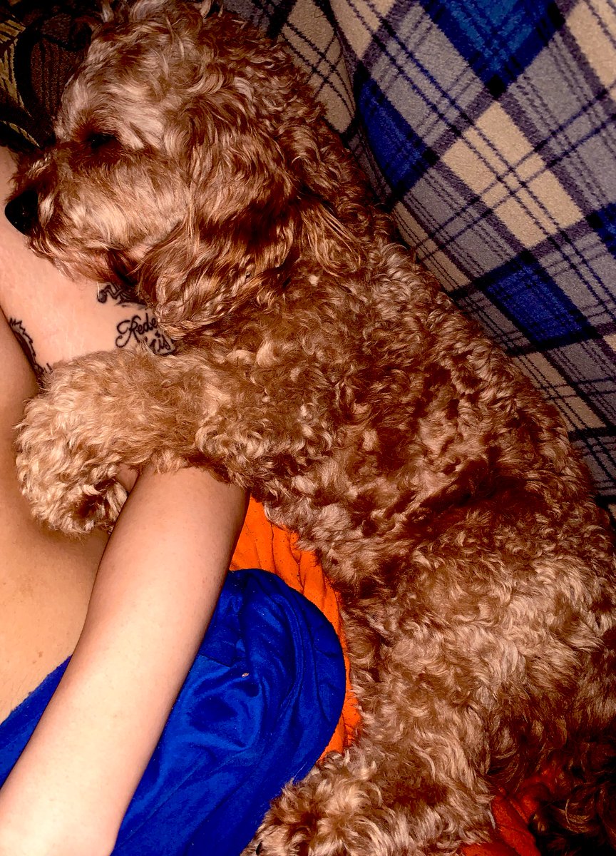 Holding my daddy’s arm to sleep ❤️ 😴💤🛌 

#puppy #dog #pet #puppiesoftwitter #cavapoo #doodle #poodle #cute #love