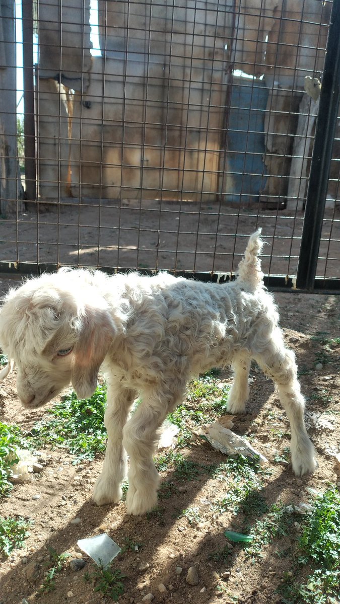 Gabriel23928176's tweet photo. Está lindo el perrito dijo el porteño 😆 https://t.co/0cKcaEZk0s