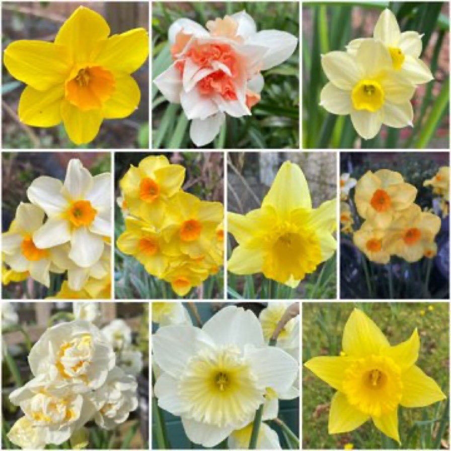 GrowHouseDave's tweet image. It’s that time of the year @GardensHour to scour the bulb catalogues and specialist bulb stockists for any new varieties to add to the collection. First up for new purchases daffodils, then tulips and then new dahlia tubers #gardenshour #springbulbs #GardeningTwitter