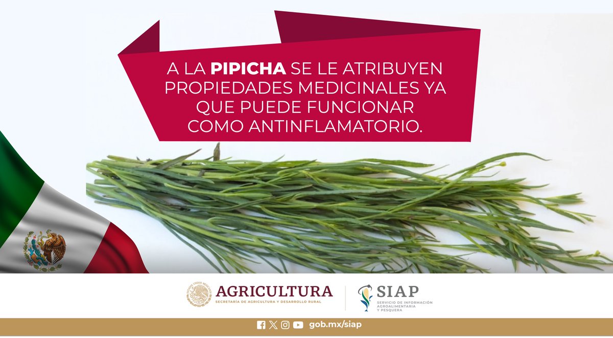 DGSIAP_Mx's tweet photo. #Puebla es el único productor de #Pipicha, con un volumen de 105 toneladas.
#AgriculturaMexicana
#CampoMexicano https://t.co/PDvTgMClyd