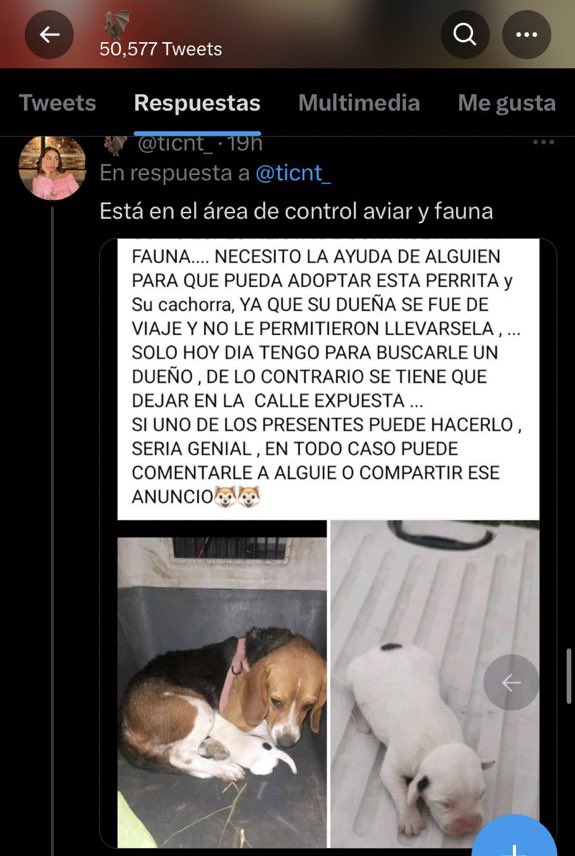 Hola ayer hice esta publicación,no tenía más info y después me actualizaron que las habían “adoptado” No se sabe donde están ahora, han visto a una beagle igual por la misma zona del aeropuerto,tal vez solo se quedaron con el bebé. Callao y Aledaños! Si es que la ven:(