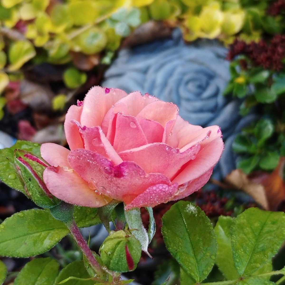 VeraVertippselt's tweet photo. @Rolf_Georg_E An manchen Tagen
Erinnern alte Sagen
An ungestellte Fragen

.

#Neunchen
#Rosen

. https://t.co/XFqzOUY9tO