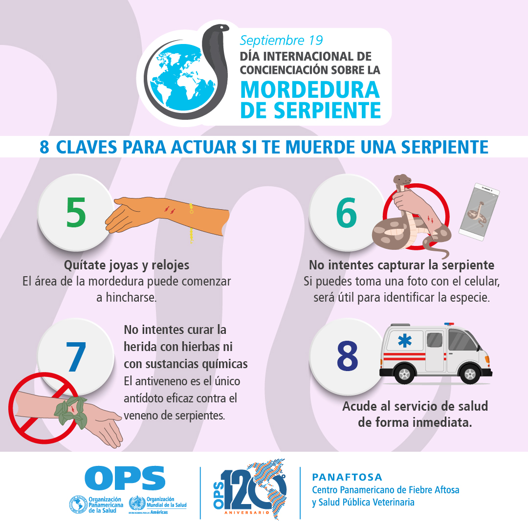 19 𝗦𝗘𝗣 | 𝗗í𝗮 𝗜𝗻𝘁𝗲𝗿𝗻𝗮𝗰𝗶𝗼𝗻𝗮𝗹 𝗱𝗲 𝗖𝗼𝗻𝗰𝗶𝗲𝗻𝗰𝗶𝗮𝗰𝗶ó𝗻 𝗱𝗲 𝗹𝗮 𝗠𝗼𝗿𝗱𝗲𝗱𝘂𝗿𝗮 𝗱𝗲 𝗦𝗲𝗿𝗽𝗶𝗲𝗻𝘁𝗲  

Aprende 8 claves imprescindibles para evitar consecuencias graves si eres mordido por una serpiente 🐍