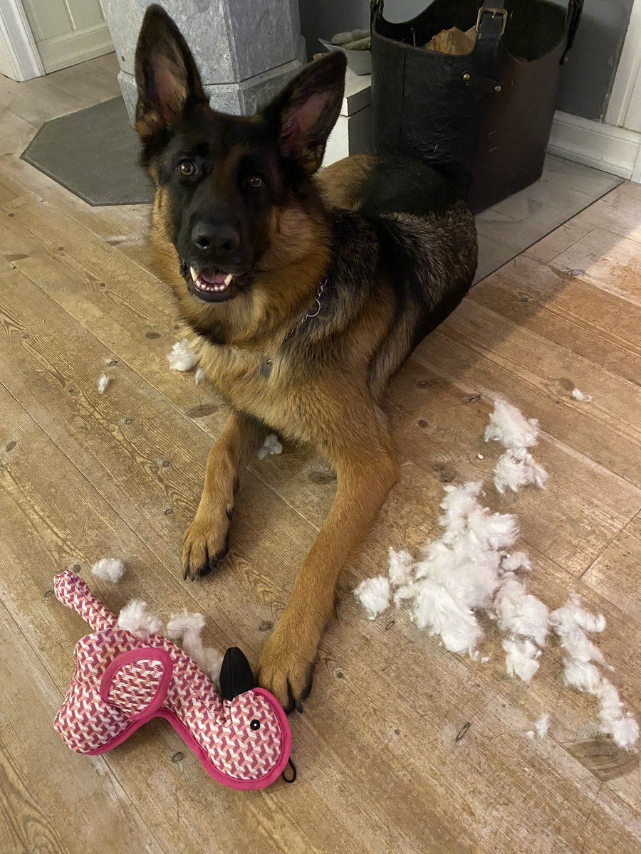 Ingen kveldsleke nei! #DagensFend
Hun har før øvrig en invite code til Bluesky om noen vil ha - send DM