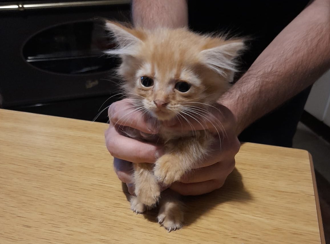 Giusi Fasano tweet media