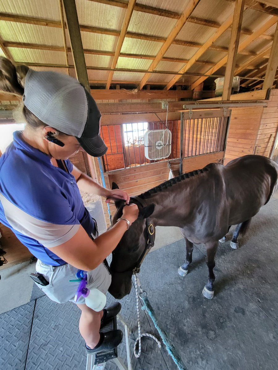 katiewherleyRST's tweet photo. I love supporting my local tack shop, Stablemates! They're more than a store – they're a hub for our Maryland horse community. 

#SupportLocal #StablematesLove #MarylandHorseIndustry #EquestrianCommunity #equestrian #eventer #KWEquestrian https://t.co/iQJ63H4ECb