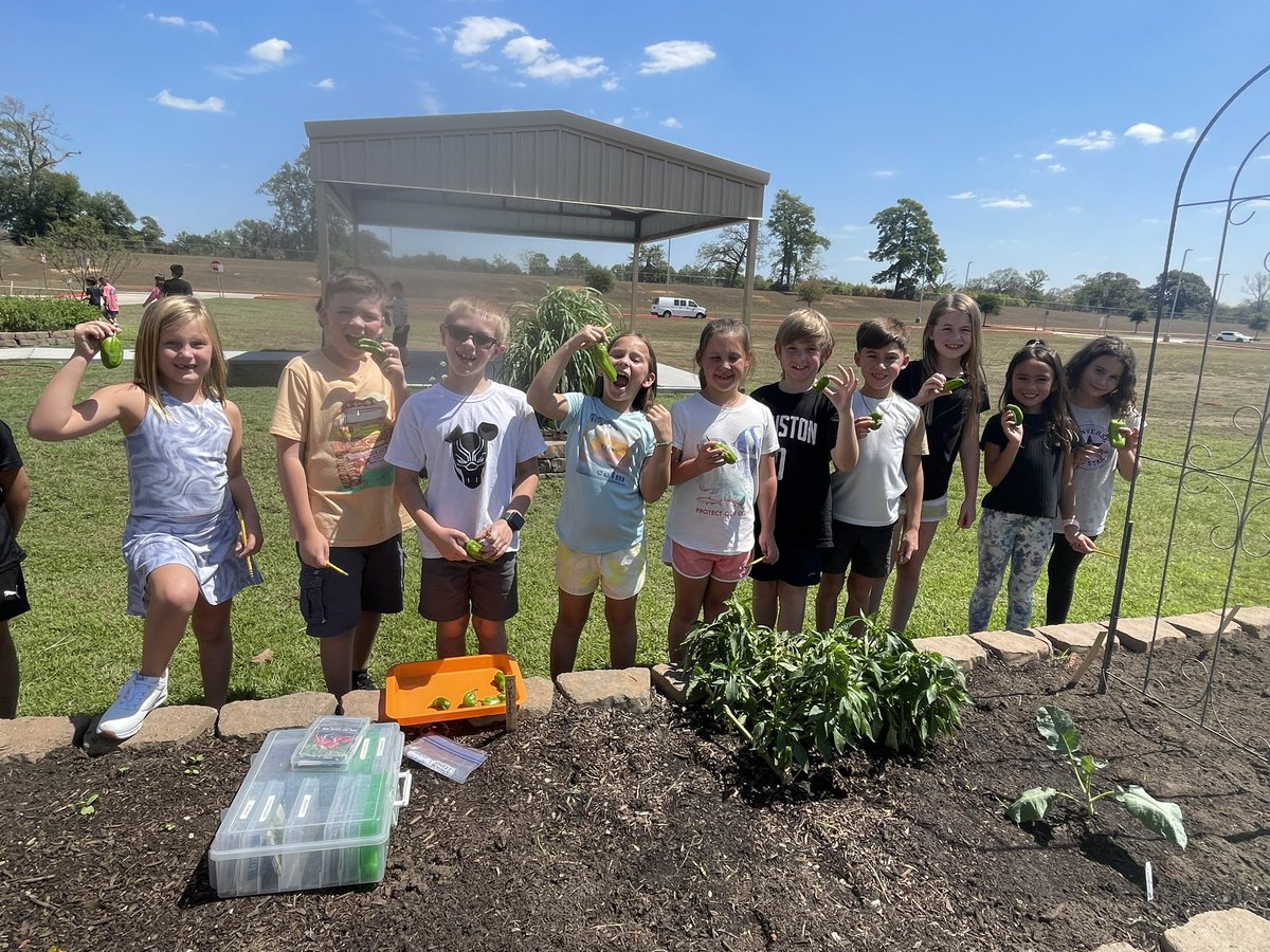 MrsWolfRTGG's tweet photo. Two weeks ago in the @Keenanlions garden, this pepper plant had not one flower. We gave it a good dose of liquid micro life, and when I returned, we had over 20 beautiful peppers! 🫑 @readygrowgarden @MontgomeryISD #harvest #latesummercrop https://t.co/o0hUAPjdiA