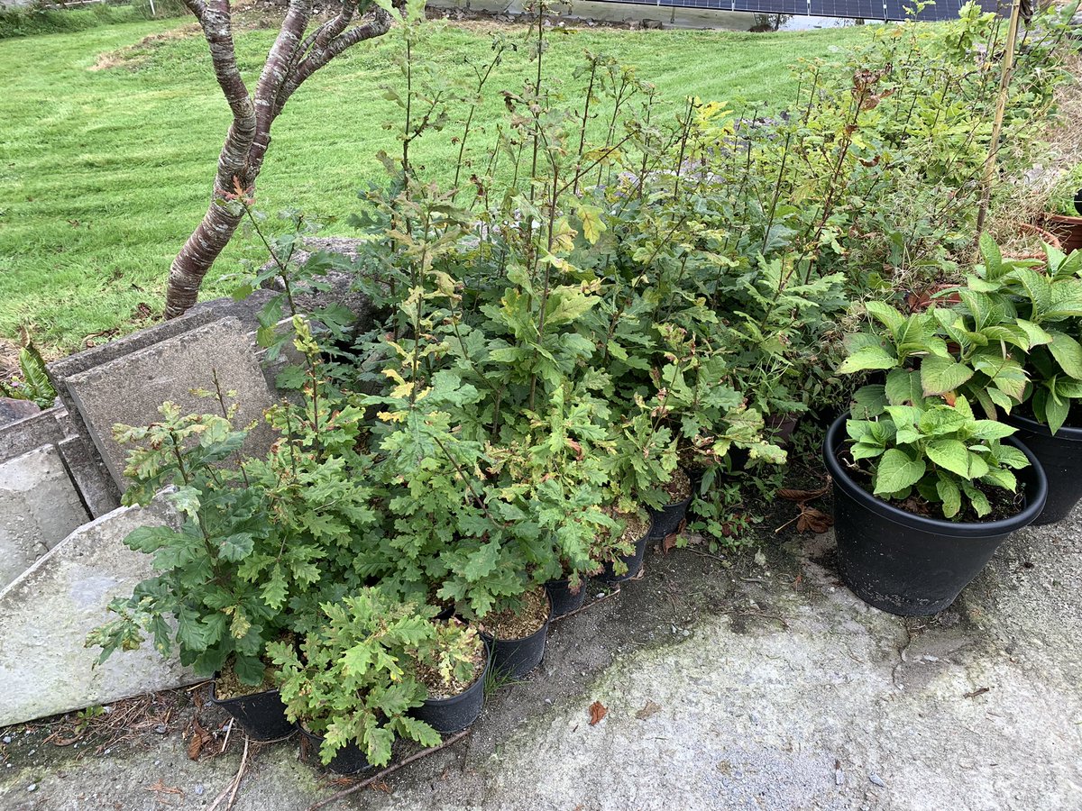 Seamus Cotter tweet media