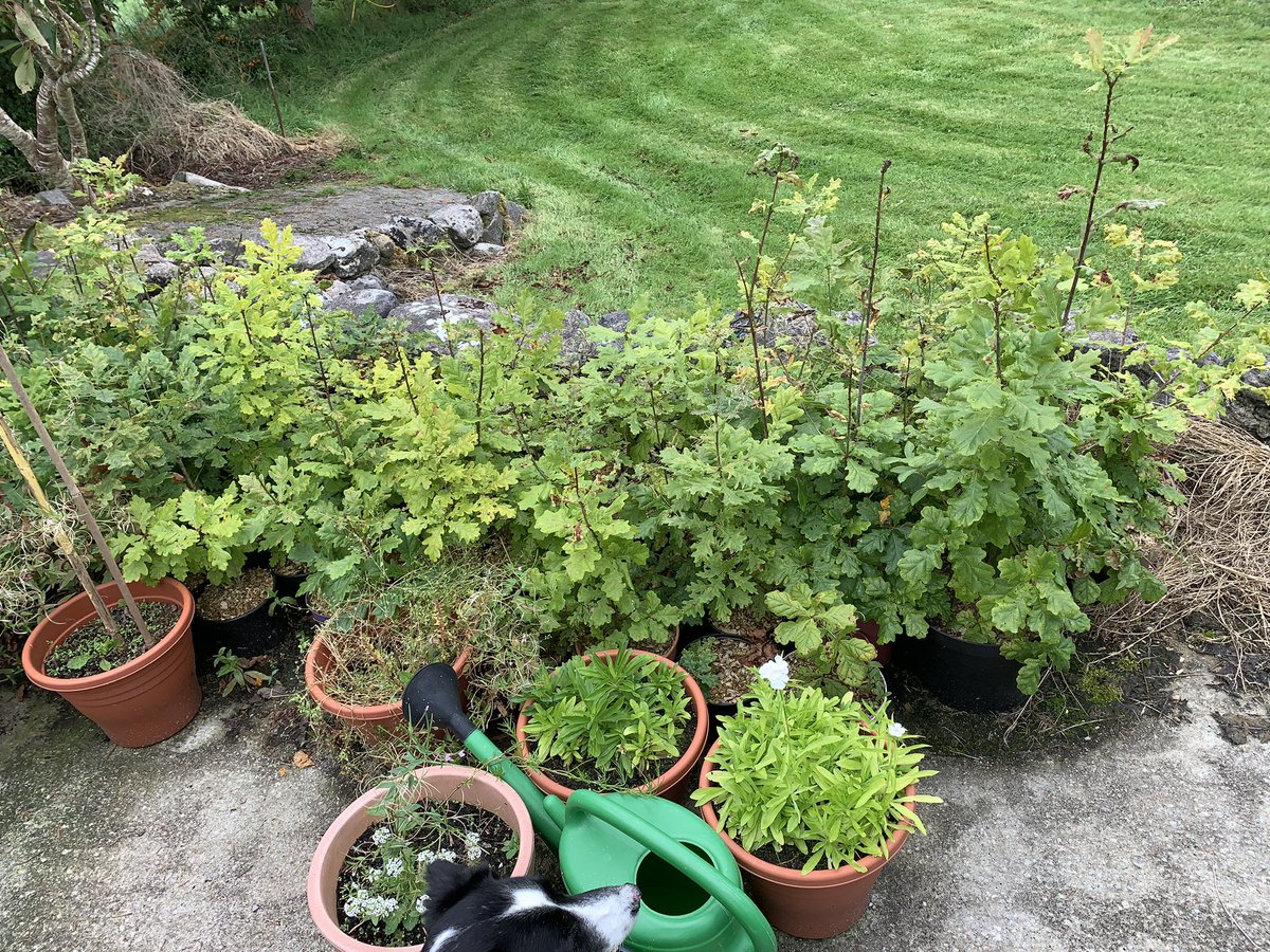 Seamus Cotter tweet media