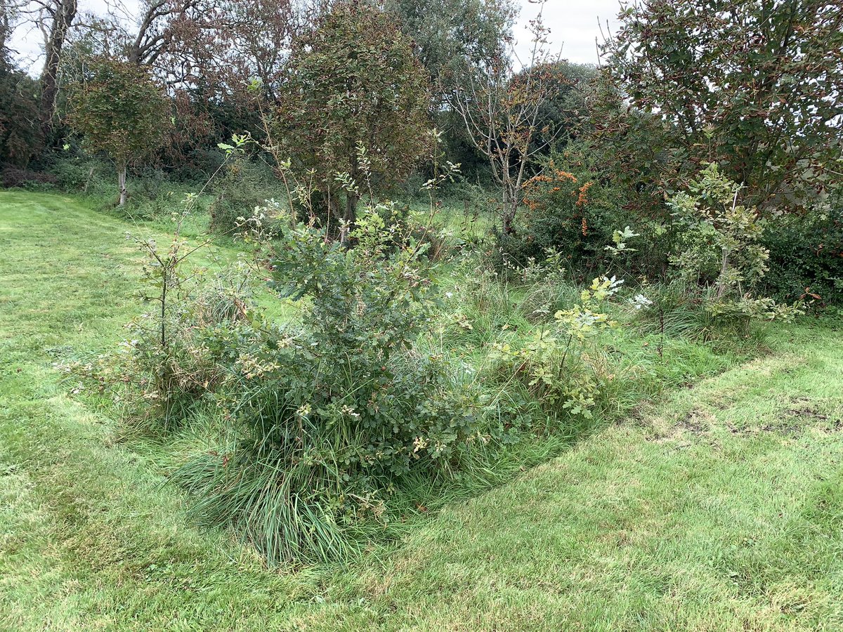 Seamus Cotter tweet media