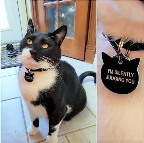 DontShowYourCat's tweet photo. every cat should wear this https://t.co/LlHYayLTv3