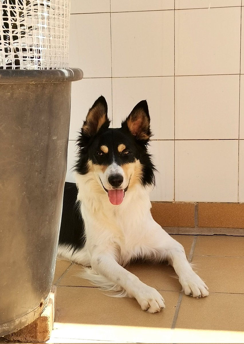 ikersapena tweet media