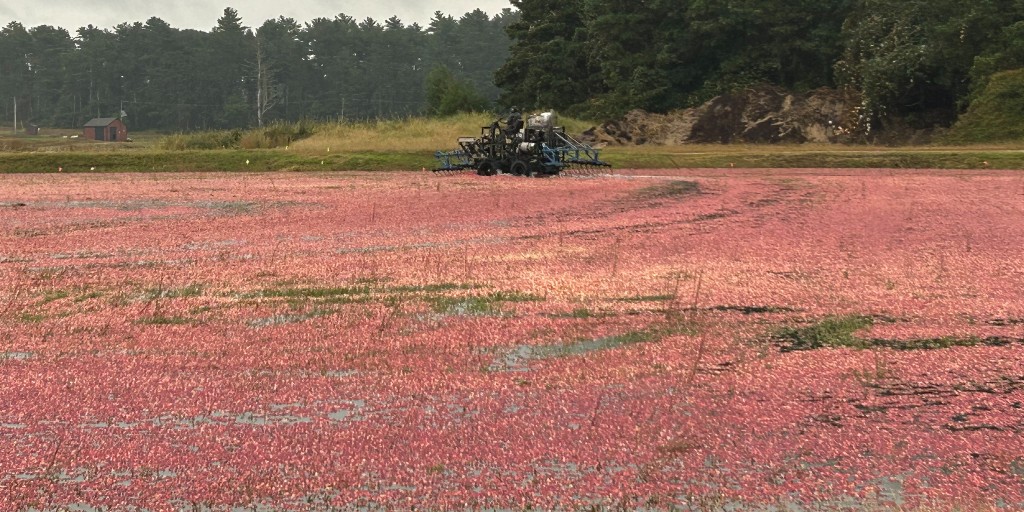 MakepeaceAD's tweet photo. It may not have been a picture-perfect weather day to start our cranberry harvest but we're still very excited to get the 2023 season underway! #Cranberries #BogLife #MaCranberries #OceanSpray #CranberryBog #MassCranberries #MassGrown #NoFilter #CranberryHarvest2023 #Harvest2023 https://t.co/jd2sId04zl
