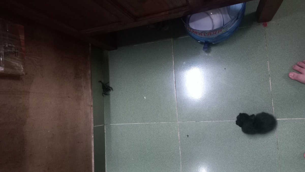 WhiteWuchang's tweet photo. It was about to attack my cat https://t.co/z69HkwbEkn